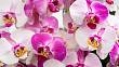 Calanthe: Neobyčejná orchidej, která rozjasní každý venkovní prostor