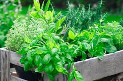 3 pravidla pro zdravé bylinky – jak udržet bazalku a jiné bylinky v plné síle