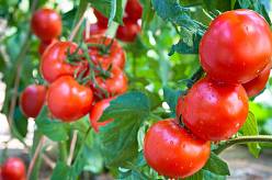 Příprava půdy pro rajčata: Tajné triky pro přípravu půdy, které musíte znát