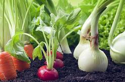Jak vypěstovat zeleninu rychle a s minimem zeminy: Praktické tipy pro každého