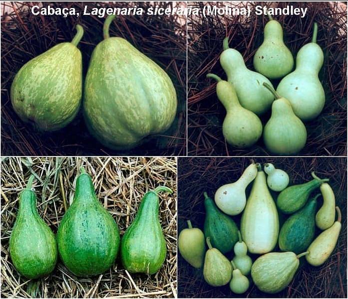 Lagenaria_siceraria_mate_fruits_from_accesion