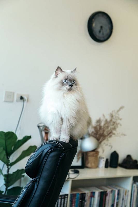 Photo by Tranmautritam