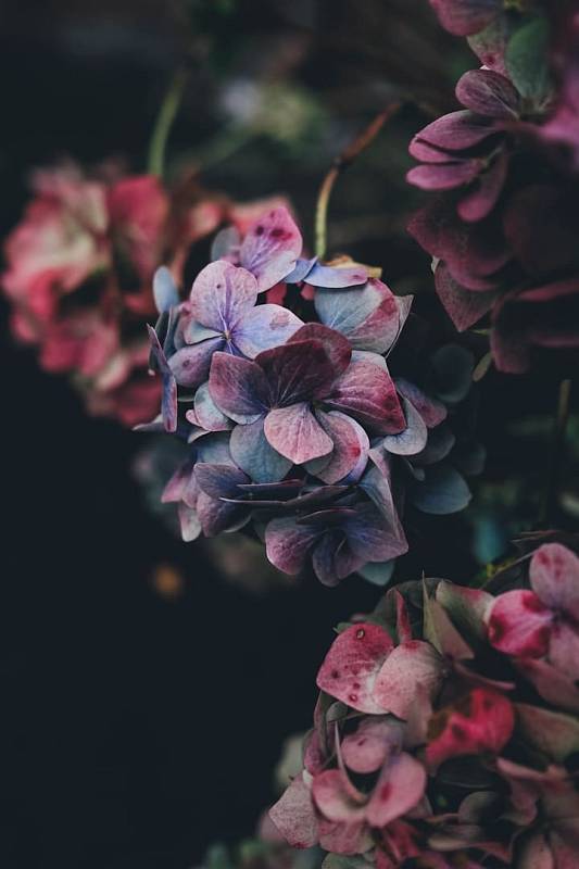 Photo by Annie Spratt