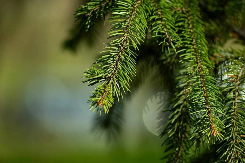 Photo by Елена Климович