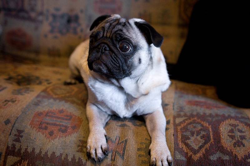 Mops