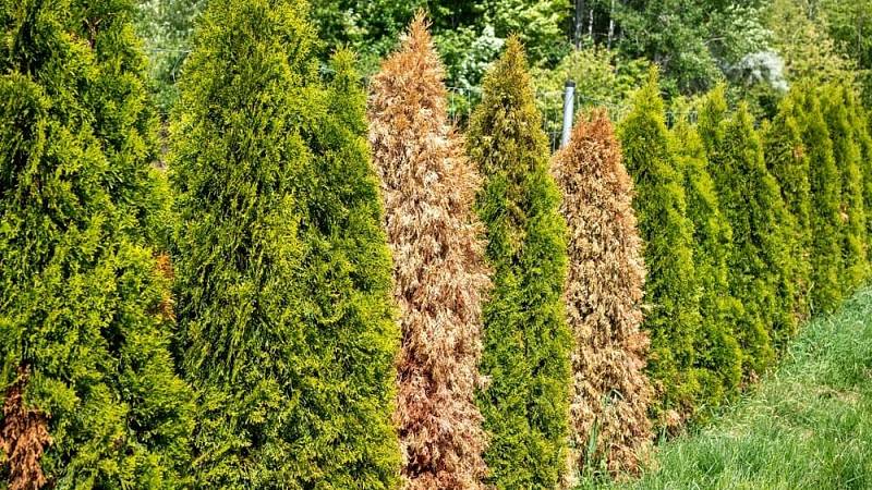 A,Row,Of,Thuja,Occidentalis,’smaragd‘,Trees,With,Several,Dried