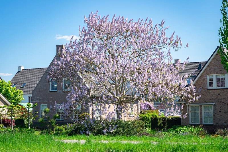Paulownia,Tomentosa,,Known,As,Princess,Tree,,Or,Empress,Tree,With