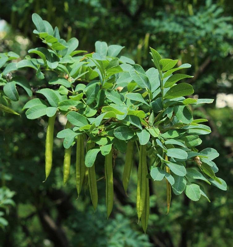 1280px-Caragana_arborescens_fruits