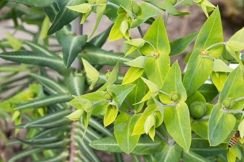 Pryšec křížolistý (Euphorbia lathyris)