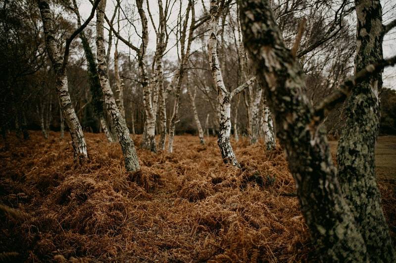Photo by Annie Spratt