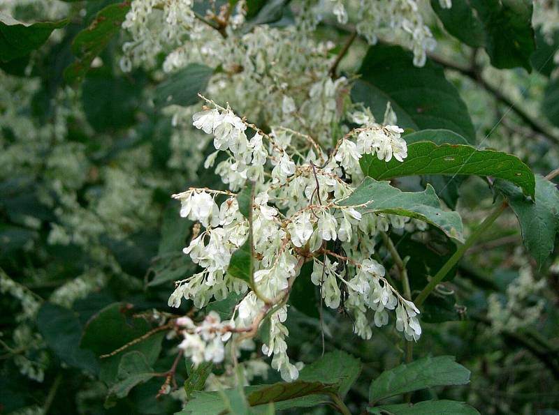 1920px-Reynoutria_japonica7