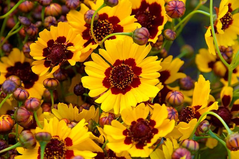 Cluster,Of,Coreopsis,Tinctoria,(plains,Coreopsis,,Calliopsis),A,Species,Of