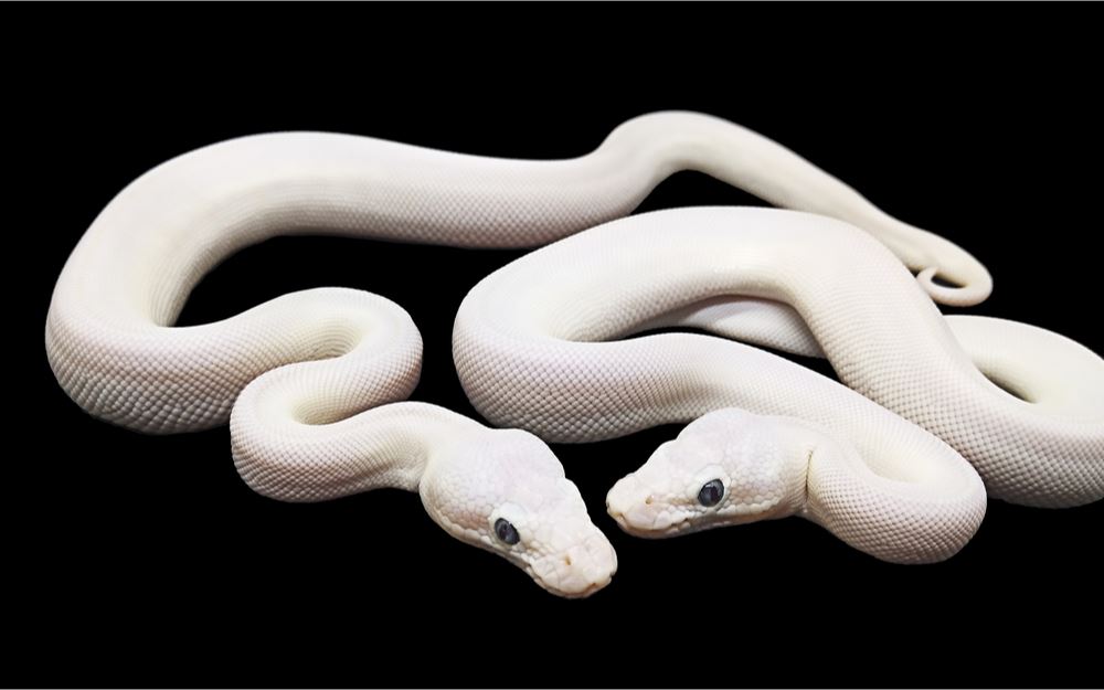 Bílý had ve snu