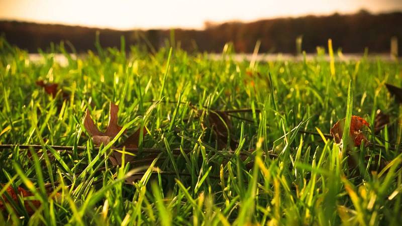 Od září trávník přestává bujně růst a nepotřebuje již závlahu