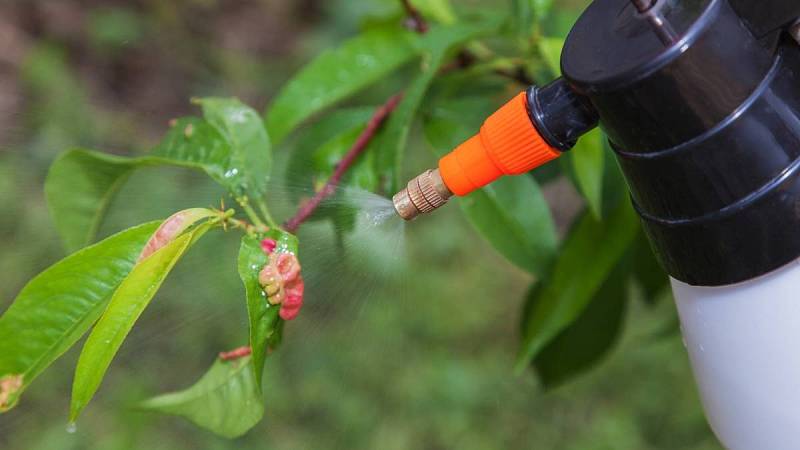 Postřik listů ovocných stromů fungicidem