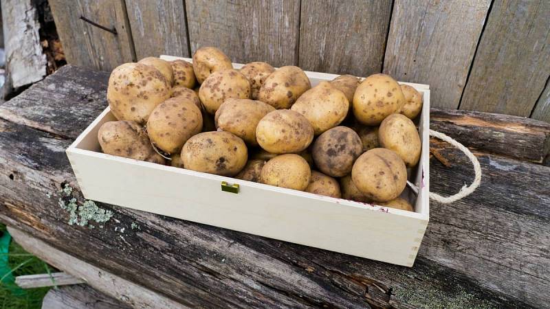 Čerstvé brambory v dřevěné krabici na zahradě