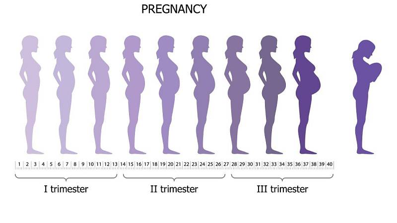 Těhotenství se dělí do tzv. třech trimestrů.
