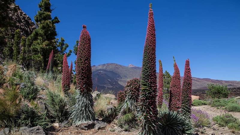 Echium wildpretii