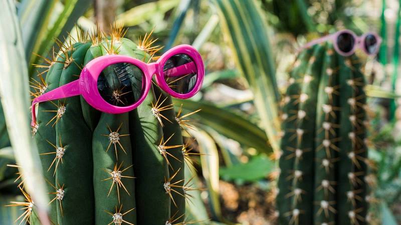 Věděli jste, že kaktus může pomáhat i k udržení pozitivního prostředí?