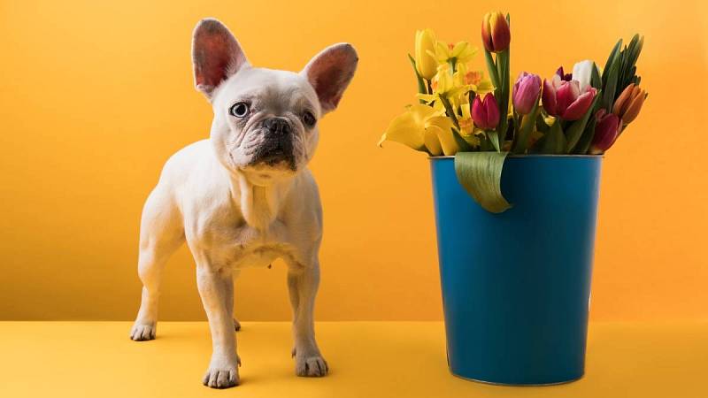 Pes stojící u kbelíku s jarními květy