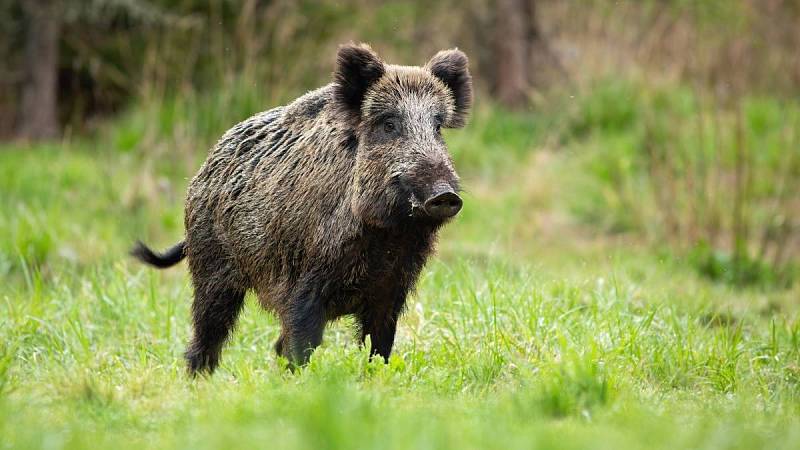 Za odstřel divokého prasete může myslivec dostat i odměnu