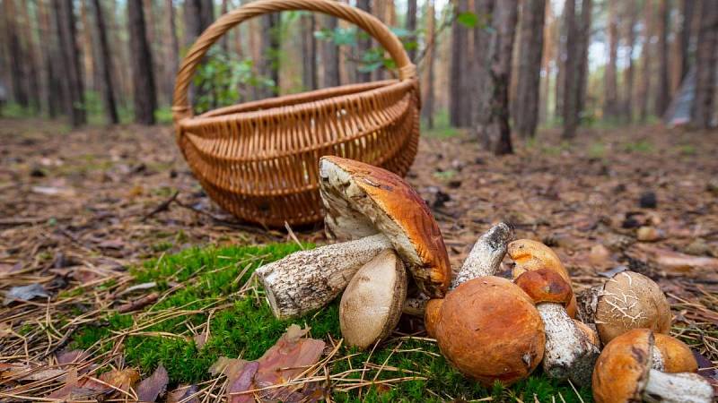 Budeme moc chodit do lesa třeba na houby?