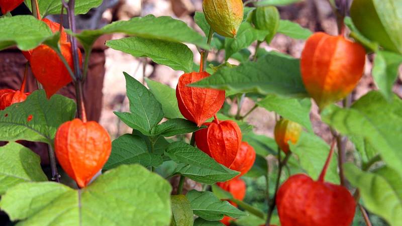 Physalis neboli mochyně peruánská