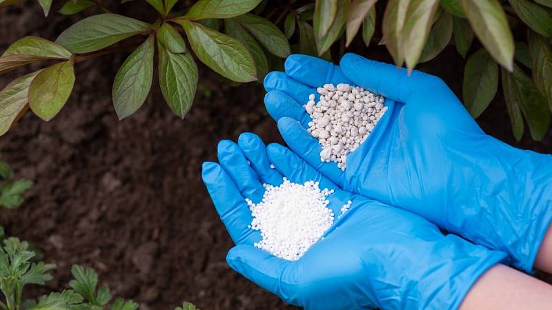 Můžete použít speciální hnojivo obohacené o důležité látky