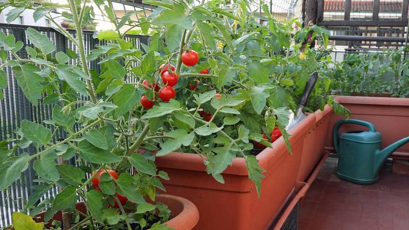 Pěstování rajčat na balkóně má také svá pravidla