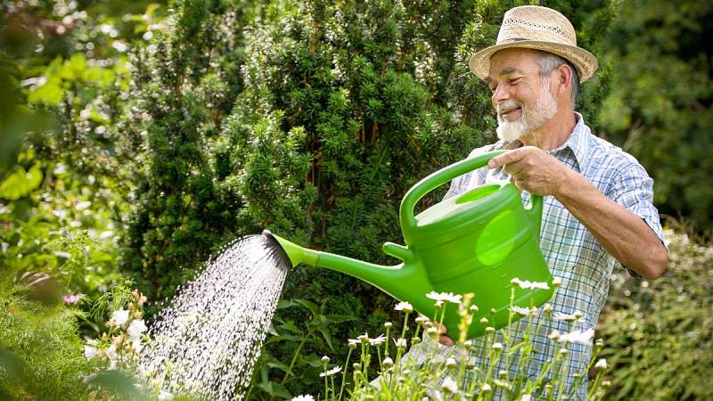 Voda z těstovin je vhodná pro zalévání zahradních i pokojových rostlin