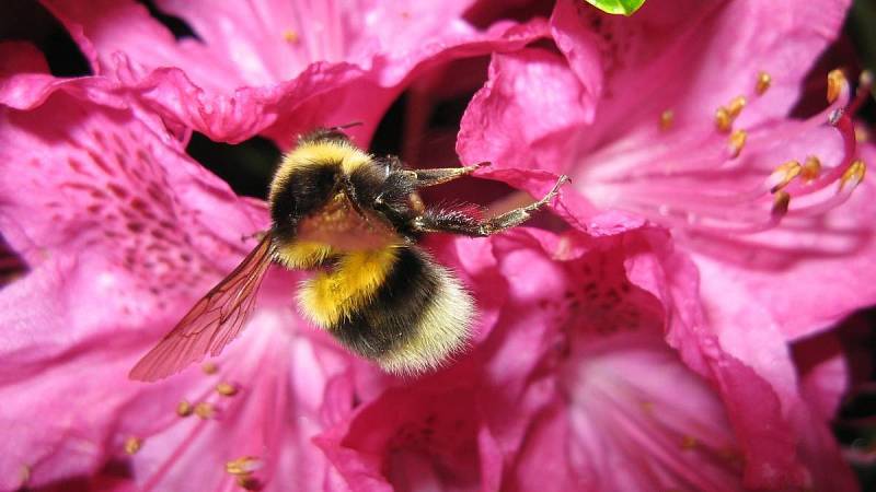 Aby jste přilákali do své zahrady včelky, musíte vybrat ten správný tip hortenzií