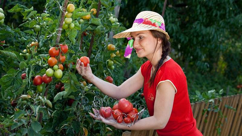 Při pěstování rajčat nezapomeňte i na dobré hnojivo, čeká vás pak bohatá úroda