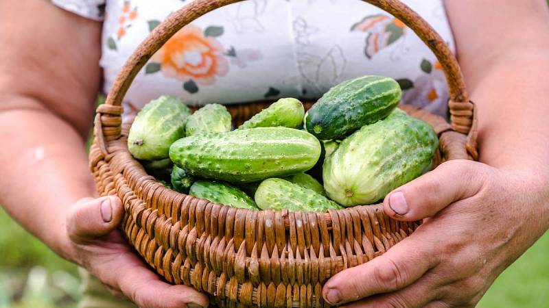 Pokud jsou okurky zdravé, můžete se těšit na velkou úrodu