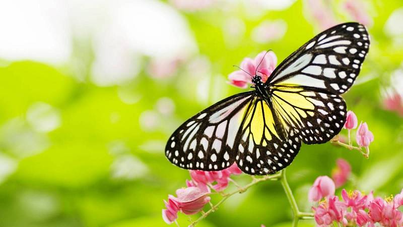 Je několik rostlin, které na Vaší zahradě vytvoří ráj pro motýly