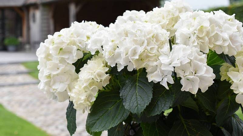 Bílé květy nikdy svoji barvu nezmění.