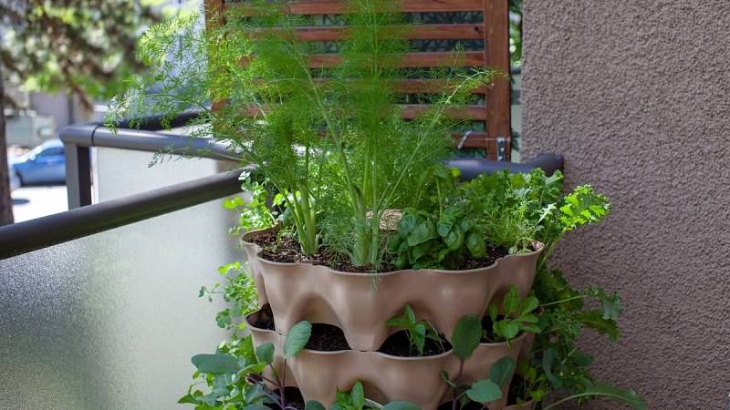 Na balkóně můžete pěstovat opravdu kde co, včetně bylinek
