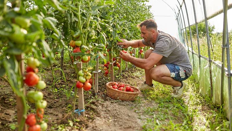 Při výsadbě rajčat nezapomeňte na slunné místo, ale zároveň pozor na větr a průvan