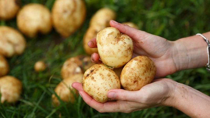 Vsadit můžete celou bramboru, ale i jen její odkrojek, čekat vás pak může bohatá úroda
