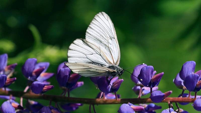 Bělásek je sice krásný motýl, ale na Vaší zahradě Vám může udělat pěknou neplechu