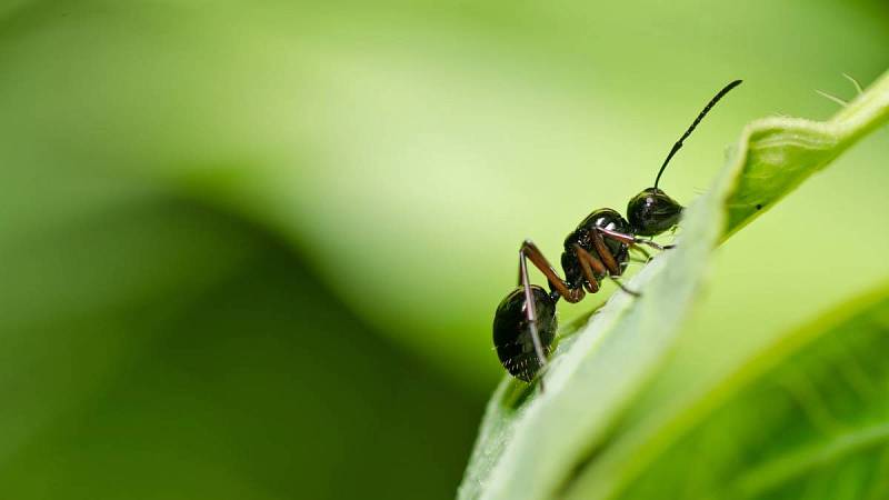 Mravenci pomáhají k rozmanitosti a stabilitě, pro rostliny jsou tak důležité
