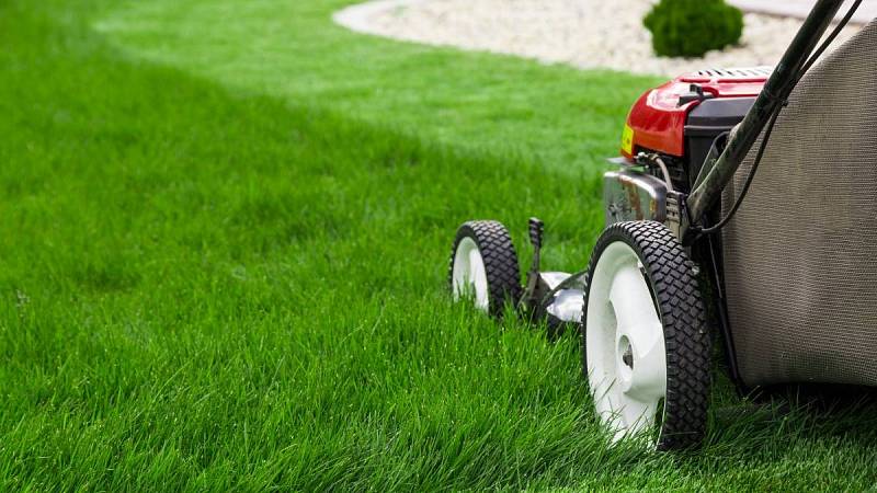 V létě přichází čas sekání, ideální výška sekání je na 6 cm