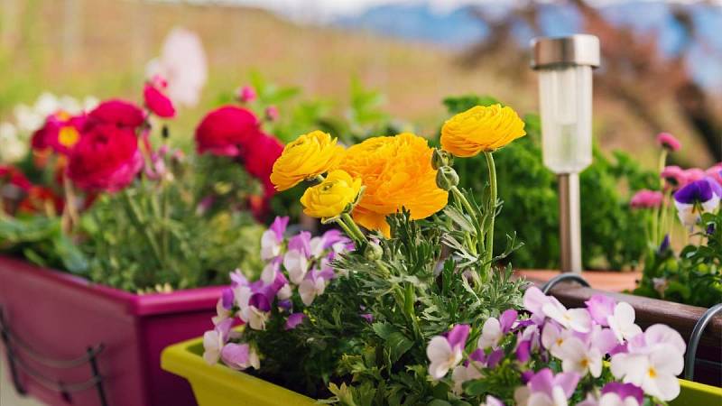 Hnojení květin a rostlin v květináčích je důležitější, než ty na zahradě v půdě