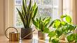 Zelení pomocníci proti stresu: Jak pokojové rostliny absorbují nejen prach, ale i vaše starosti