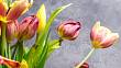 Když tulipánům ve váze klesnou hlavičky, ještě je neodepisujte. Přivolejte na pomoc noviny a šumivý nápoj