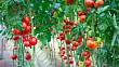 Jak na bohatou úrodu rajčat? Vyhněte se těmto typickým chybám