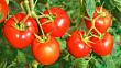 Tajemství bohaté úrody rajčat: Jak zasadit a pečovat o rajčata pro maximální výnos