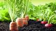Pěstování zeleniny ve stinné zahradě – vhodné odrůdy a správná péče