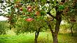 Neodkládejte hnojení ovocných stromů: Kdy začít, aby úroda prosperovala