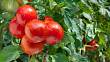 Šťavnatá rajčata plná živin – přesně takových docílíte s přírodními hnojivy