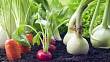 Jak vypěstovat zeleninu rychle a s minimem zeminy: Praktické tipy pro každého